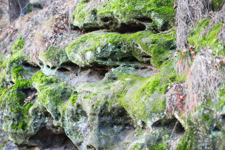 The relief of the rocks covered with moss.の写真素材
