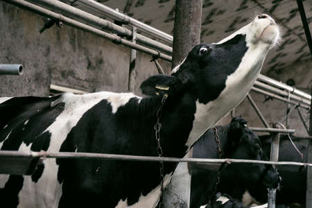 Cow close up. Rural dairy farmの写真素材