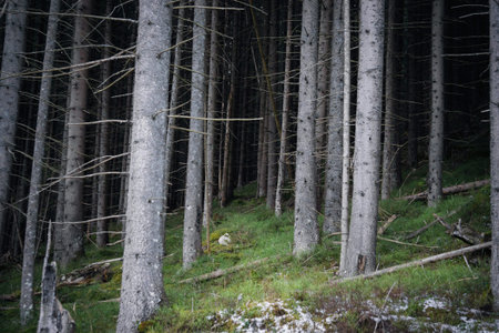 Forest background. The sun shines through the trees in the forest