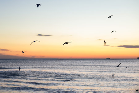 seagulls fly over the sea and sunrise, red skyの写真素材