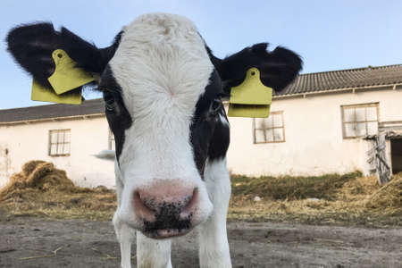 Beautiful little calf on a dairy farm, farmingの写真素材