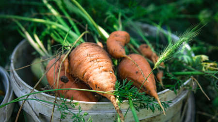 Carrots freshly picked from the garden, not washed from the groundの写真素材