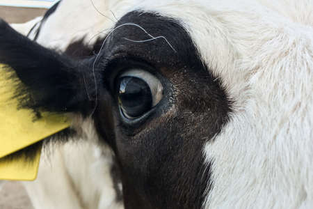 Beautiful little calf on a dairy farm, farmingの写真素材