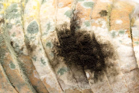 Black and green mold on bread, stale breadの写真素材