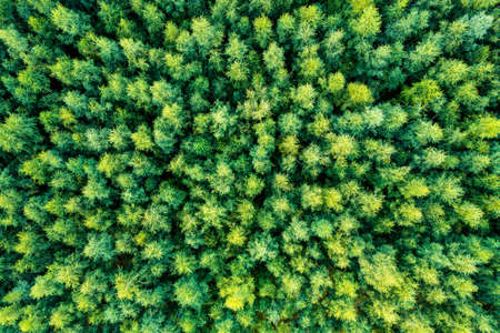 The tops of the tree top view, for background, summer backgroundの写真素材