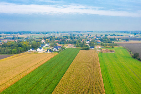 Big colorful meadow. Yellow-green fields in summer, agricultureの写真素材