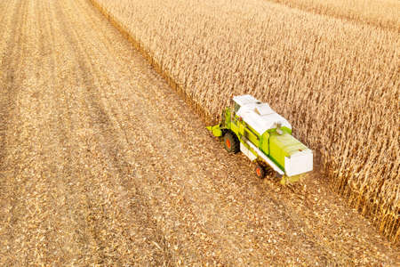 Maize harvesting, harvester in a corn field, top viewの写真素材