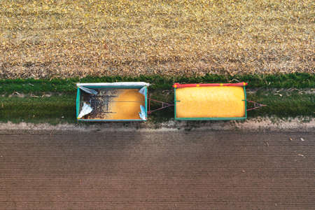 A lot of corn in the trailer has just been harvested from the cornfield, harvesting. View from aboveの写真素材