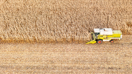 A modern combine harvester works in a corn field. View from the drone. Copy space