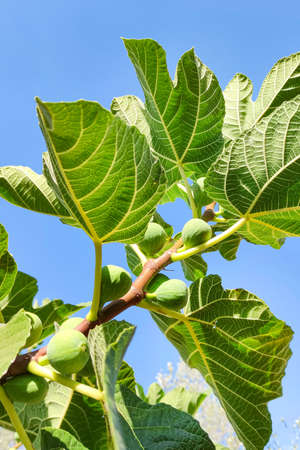 green figs on a tree branch on a summer sunny day against a blue skyの写真素材