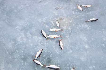 A lot of fish lies on the ice. winter fishing.の写真素材
