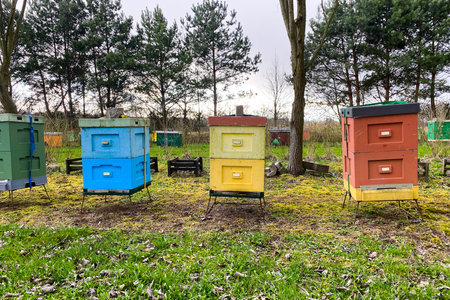 A row of colorful beehives in a beehive farm. Many hives for collecting nectar by bees, natural...