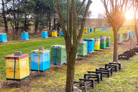 A row of colorful beehives in a beehive farm. Many hives for collecting nectar by bees, natural honey extraction in the villageの写真素材