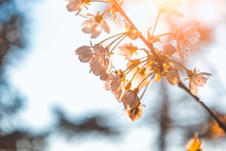beautiful flowers on a cherry tree, flowers close-up, springの写真素材