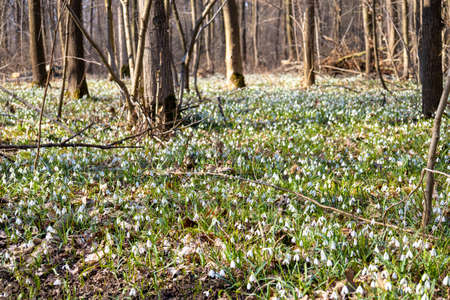 Blooming snowdrops in the forest. Lots of snowdrops, flower meadow. green grass in the forestの写真素材