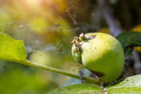 Green apple on a tree branch, infested with a parasite, undeveloped apple on a treeの写真素材