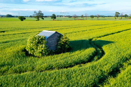 Abandoned house among the green field, summer landscapeの写真素材