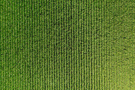 Corn green field from a great heightの写真素材