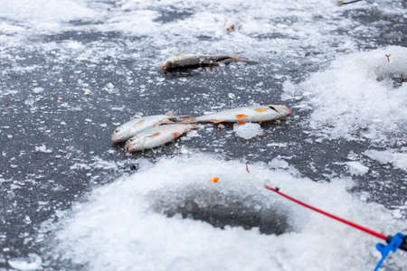 Winter fishing, ice fishing, ice hole and freshly caught fish lying on ice nearbyの写真素材