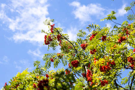 Rowan branches with ripe red berries against the blue sky, summer dayの写真素材
