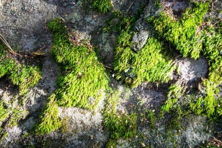 Bright green moss on stones in a dense forest, for backgroundの写真素材
