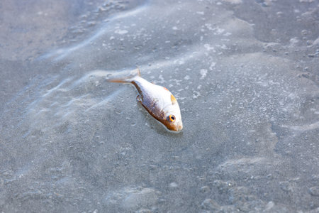 Caught roach lies on ice, winter fishingの写真素材