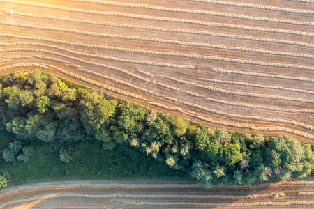 Aerial view of a mowed field, rows of dry grass on the fieldの写真素材