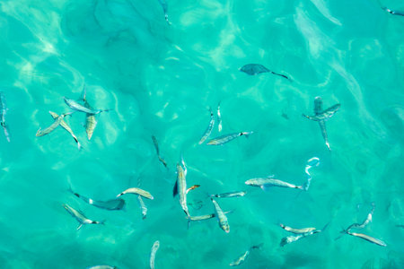 School of fish swims in turquoise sea water, top view of waves and fish in sea waterの写真素材