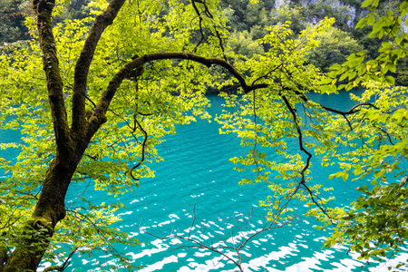 Beautiful summer background with green trees near the blue water near the lake, summer bright backgroundの写真素材