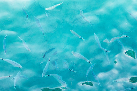 Blue sea transparent water with glare from the sun, for backgroundの写真素材