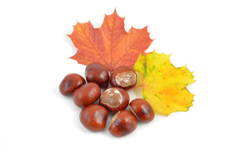 Chestnutsの写真素材