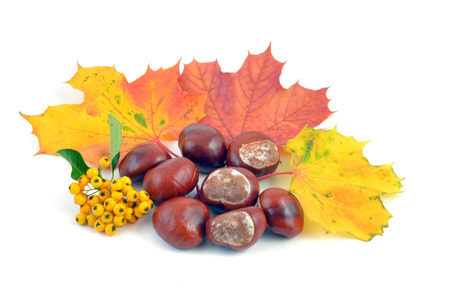 Chestnutsの写真素材