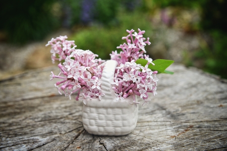 Lilac, spring flowers on old wood.の写真素材