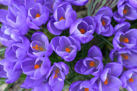 Crocus flowers in spring.