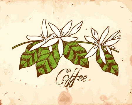 White coffee flowers on the grunge beige backgroundのイラスト素材