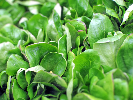 Fresh green cornsalad leaves on market, green backgroundの写真素材