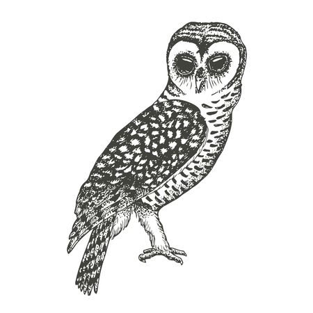 Illustration of owl, black and white sketchのイラスト素材