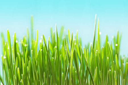 Fresh green grass with a dewdrops on  blue background