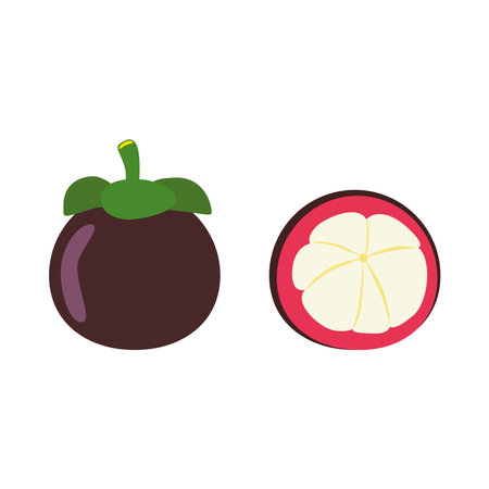 Cartoon mangosteen, purple and white peel fruit. Isolated on white background, flat design, EPS10 vectorのイラスト素材