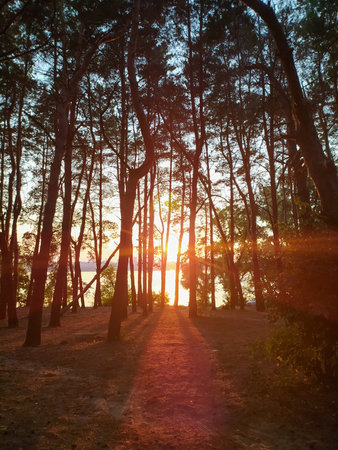 Sunset in the pine forest. Sunrise in the pine forest.の写真素材