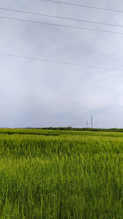 Green wheat field and power line in the background, South Korea.の写真素材