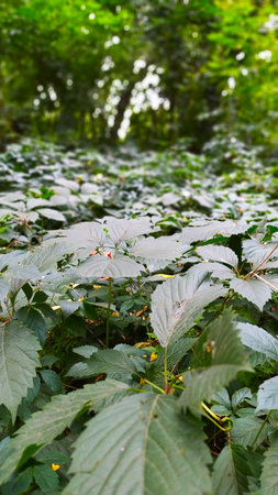 Green leaves of a wild strawberry growing in the forest, close-upの写真素材
