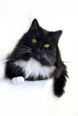 Black-and-white cat resting on white backgroundの写真素材