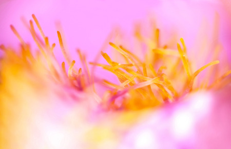 abstract floral pink background closeupの写真素材