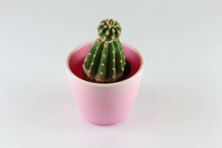 Tiny cactus in small flower potの写真素材