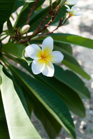 White plumeria on the plumeria tree.の写真素材