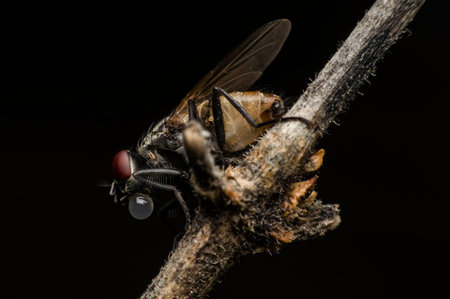 fly on a black background