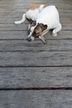 Grey Dog Sleeping  on Woodenの写真素材