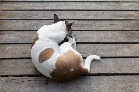 Grey Dog Sleeping  on Woodenの写真素材