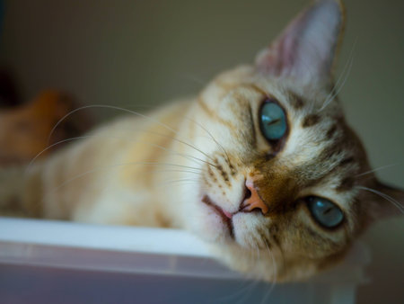 cat